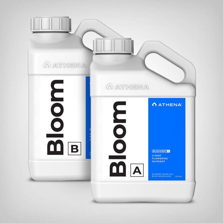 Athena Bloom A & B